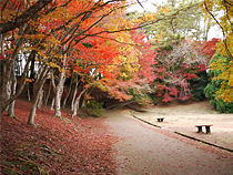 紅葉めぐりの旅、紅葉ツアーイメージ