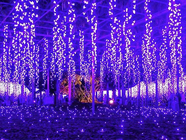 イルミネーションツアー