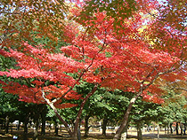 紅葉めぐりの旅、紅葉ツアーイメージ