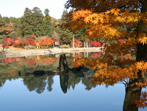 紅葉めぐりの旅、紅葉ツアーイメージ