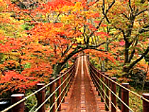 紅葉めぐりの旅、紅葉ツアーイメージ