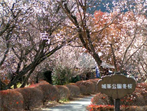 紅葉めぐりの旅、紅葉ツアーイメージ