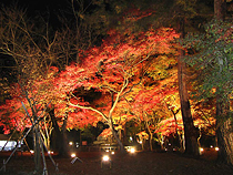 紅葉めぐりの旅、紅葉ツアーイメージ