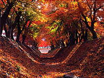 紅葉