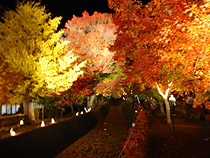 紅葉めぐりの旅、紅葉ツアーイメージ