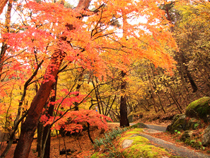 紅葉めぐりの旅、紅葉ツアーイメージ