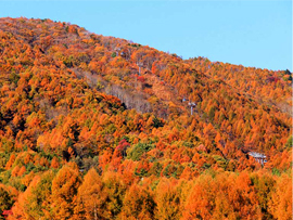紅葉バスツアー