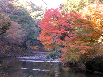 紅葉