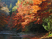 紅葉めぐりの旅、紅葉ツアーイメージ