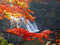 紅葉