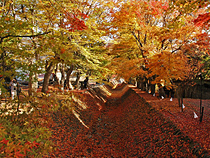 紅葉めぐりの旅、紅葉ツアーイメージ