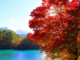 紅葉バスツアー