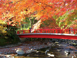 紅葉バスツアー