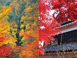 紅葉バスツアー
