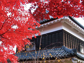 紅葉バスツアー