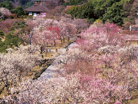 水戸偕楽園 (観梅)