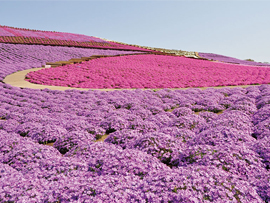 東京ドイツ村（芝桜）