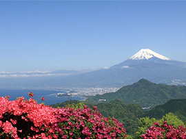 かつらぎ山ツツジ（5月頃）