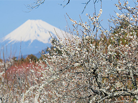 修善寺梅林（2月頃）※開花時のみ立寄り