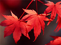 紅葉ツアー