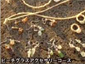 ビーチグラスアクセサリーコースイメージ