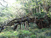 椿まつり日帰りコース