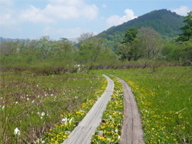 尾瀬ヶ原