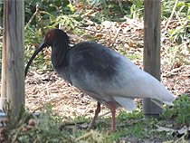 トキの森公園