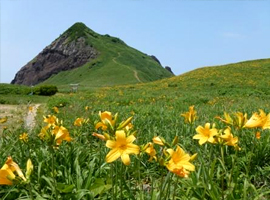 大野亀（5月下旬〜6月上旬）