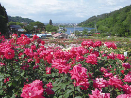 東沢バラ園