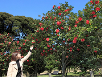 都立大島公園